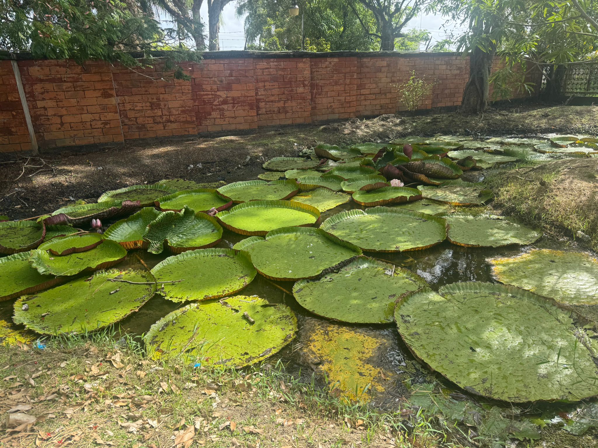 Guyana nature